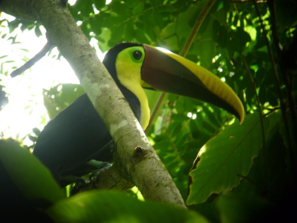 Jaco Lodge Quiet Place (Adults Only) Bagian luar foto